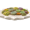 Ceramic Succulent Planter