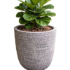 Decorative Urn Pot
