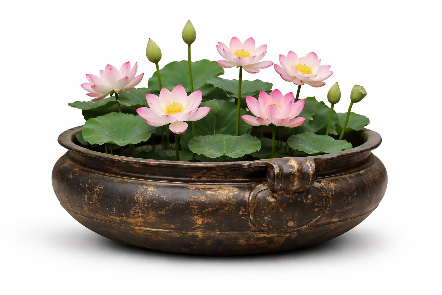 Lotus Planter Bowl